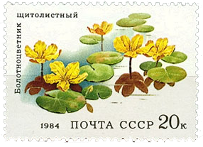 Щитолистный болотноцветник
