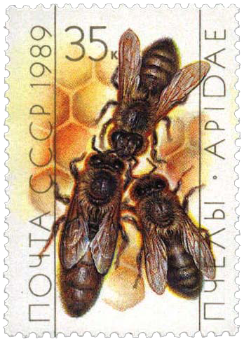 Матка и рабочие пчелы