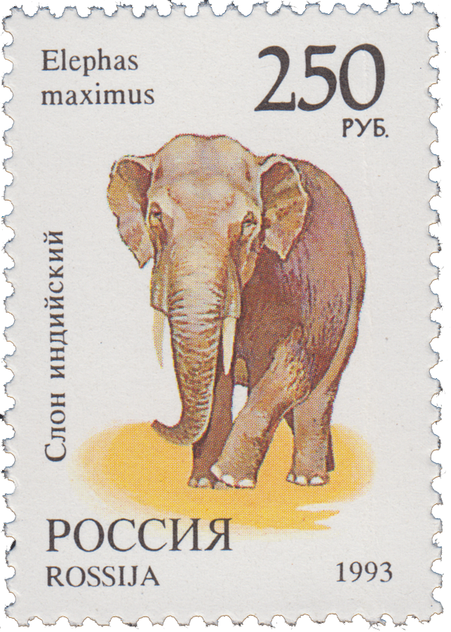 Слон индийский