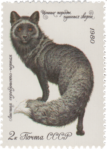 Серебристо-черная лисица
