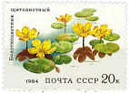 Щитолистный болотноцветник