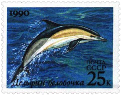 Дельфин-белобочка