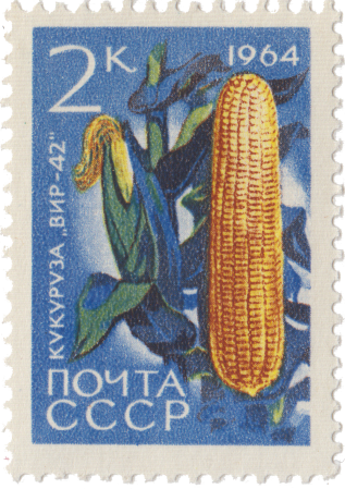 Кукуруза «ВИР-42»