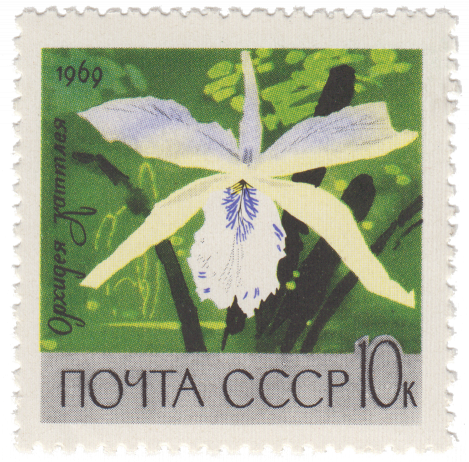 Орхидея Коттлея