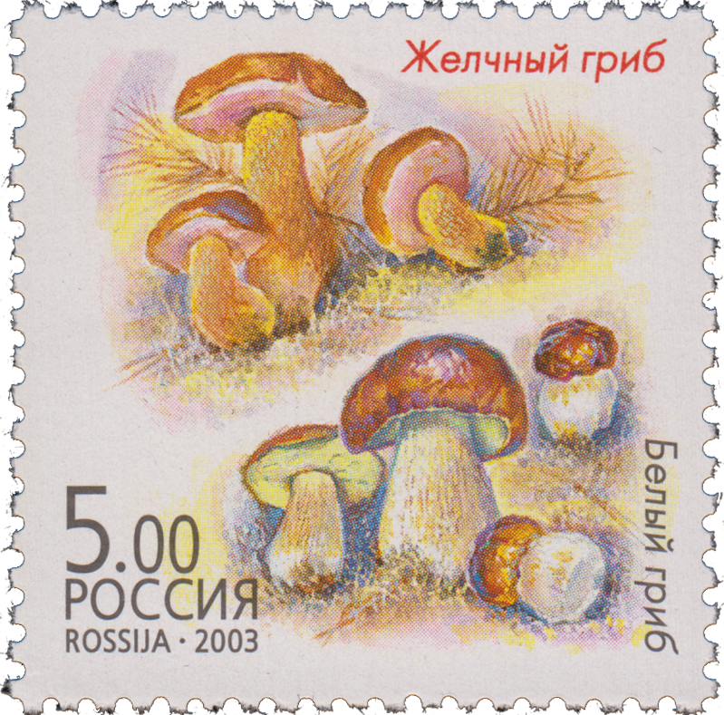 Желчный гриб и белый гриб