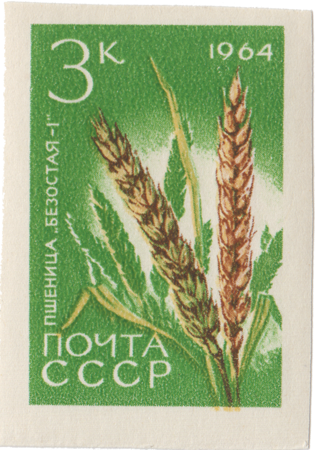Пшеница «Безостая-1»