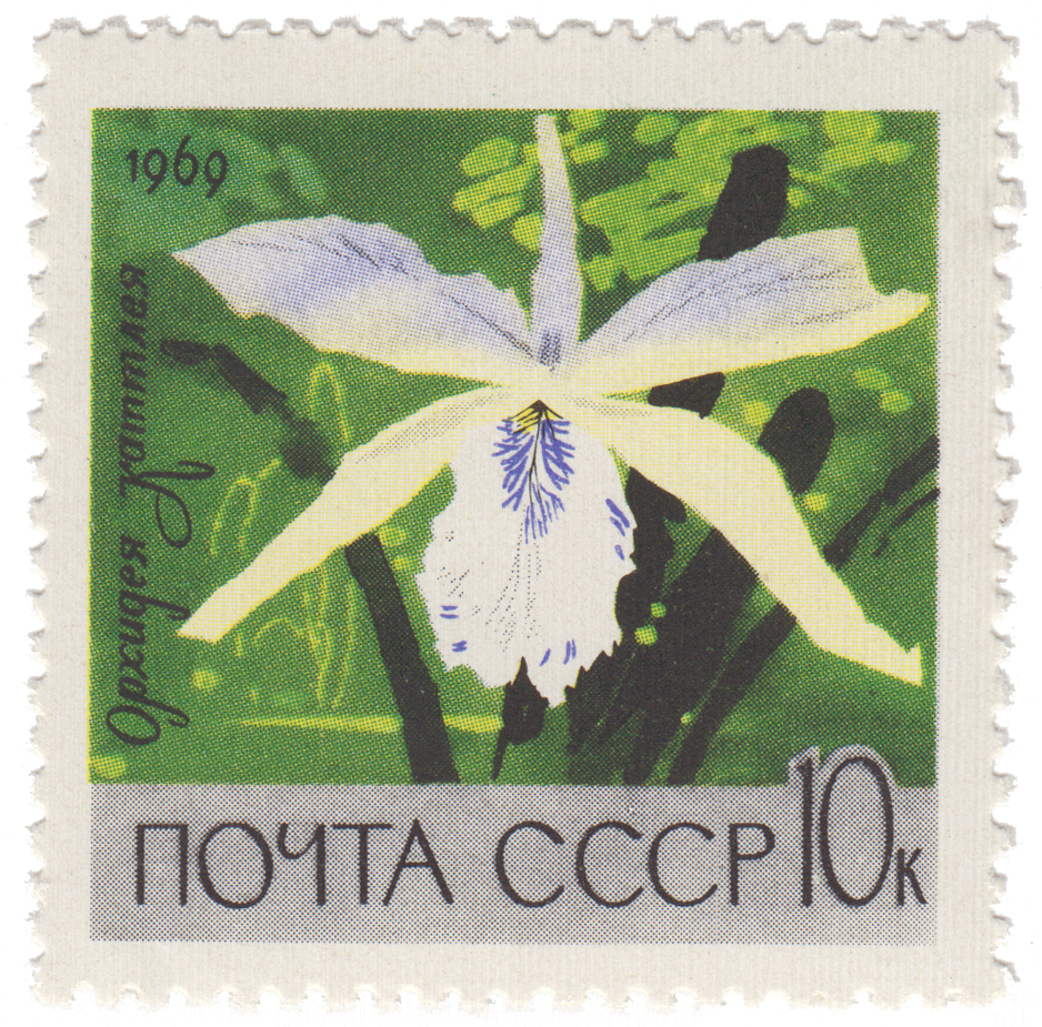 Орхидея Коттлея