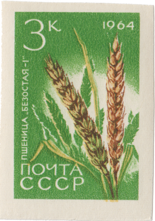 Пшеница «Безостая-1»