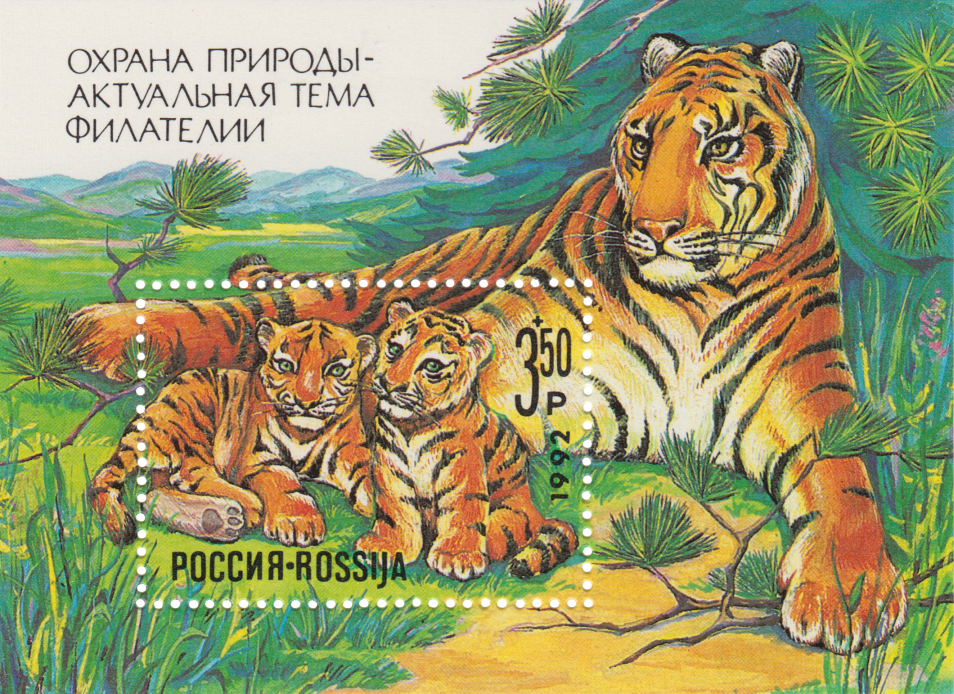 Амурская тигрица с тигрятами