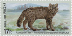 Амурский кот