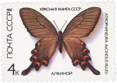 Алкиной Алкиной