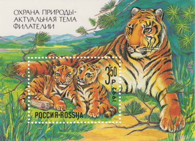 Амурская тигрица с тигрятами Амурская тигрица с тигрятами